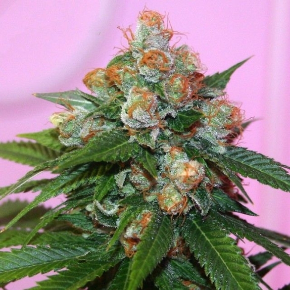 Truzilla Female Cannabis Seeds
