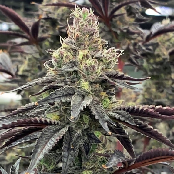 Luv Muffin Female Cannabis Seeds