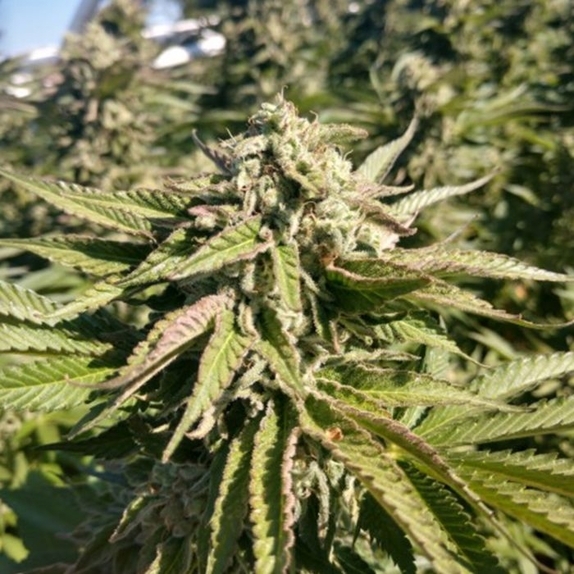 The Azucar Regular  Cannabis Seeds