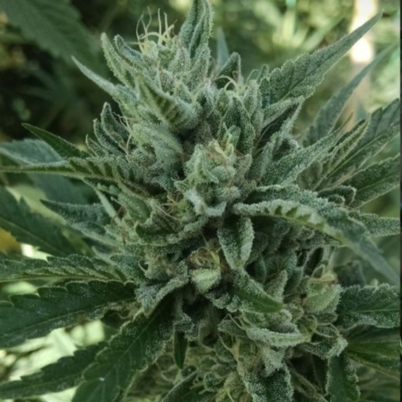 Black Hog Regular Cannabis Seeds