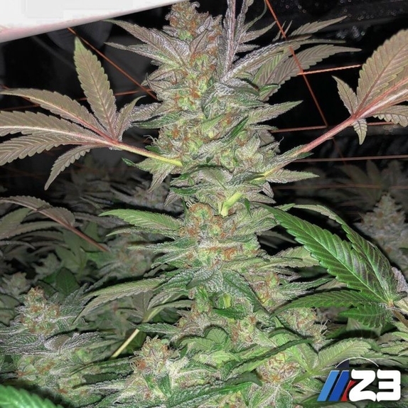 Z3 Regular Cannabis Seeds