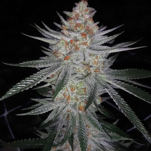 Ksmorz Regular Cannabis Seeds