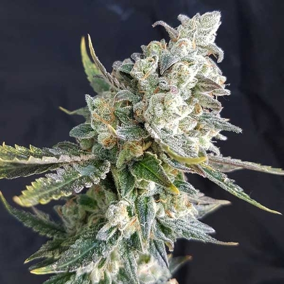 Blue Angel Cannabis Seeds