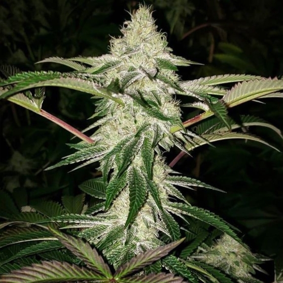 Honey Trees Regular Cannabis Seeds