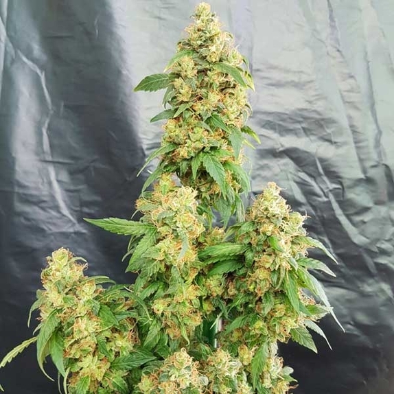 Chunky Skunk Cannabis Seeds