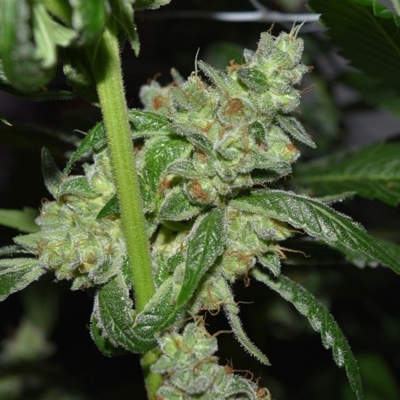 Grand Exodus Regular Cannabis Seeds