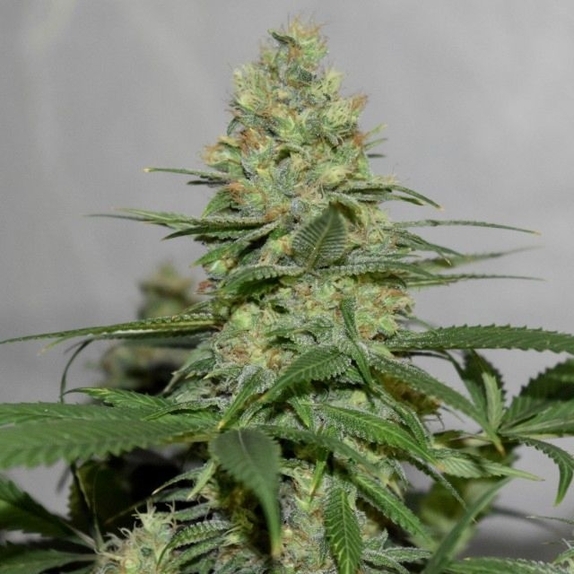 Masters 'N Crime Regular Cannabis Seeds