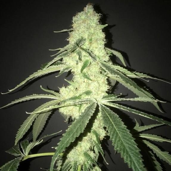 Her Majesty's Kush Female Cannabis Seeds