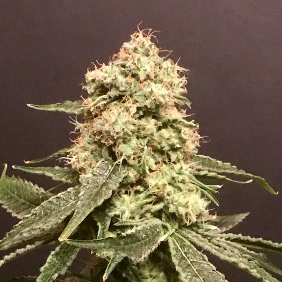 Frosty Purps Female Cannabis Seeds
