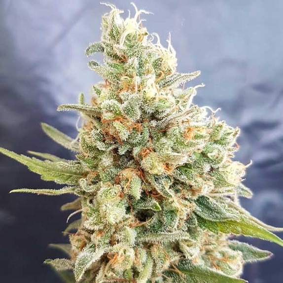 Crystal Dwarf Auto Cannabis Seeds