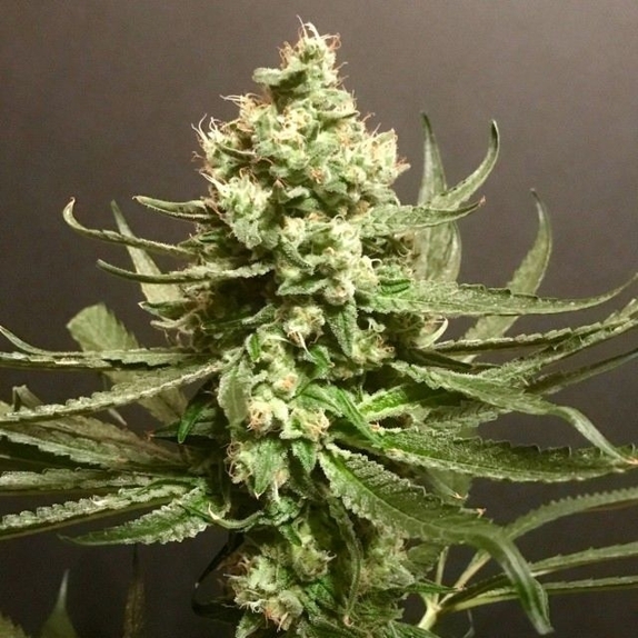 Grand Exodus Female  Cannabis Seeds