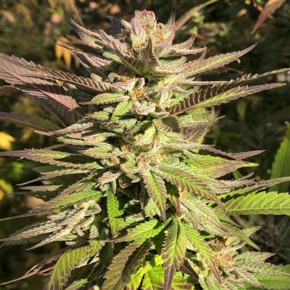 Haole Brownie Cannabis Seeds