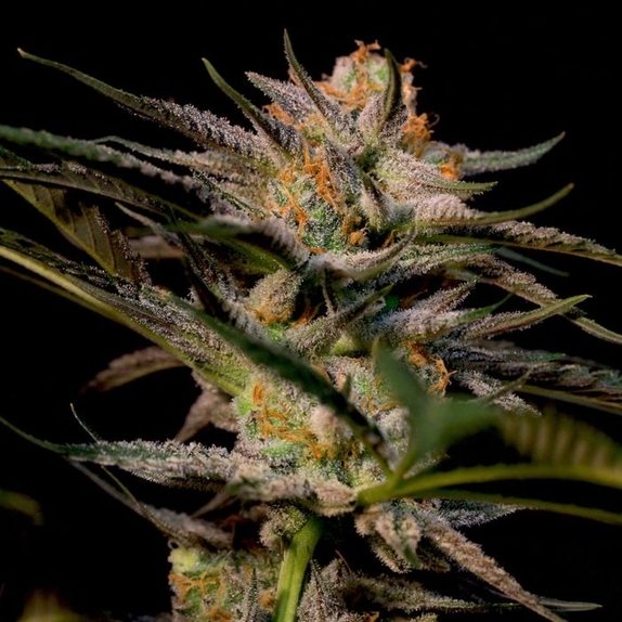Solero Cannabis Seeds