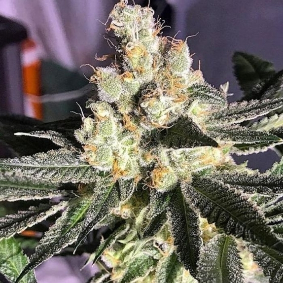 Blue Grape Fuel Cannabis Seeds