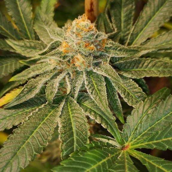 Blue D#5 Female Cannabis Seeds