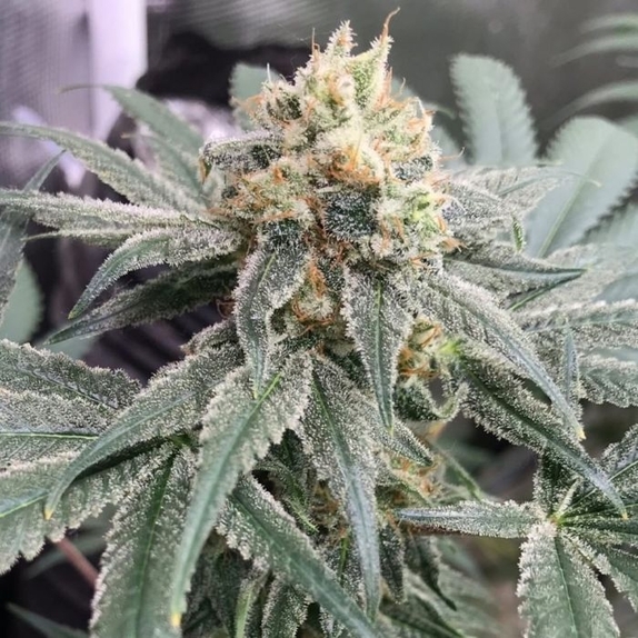 Honey Gas Female Cannabis Seeds