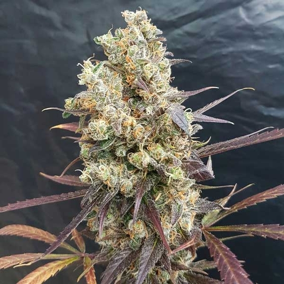 Diesel Devil Auto Cannabis Seeds