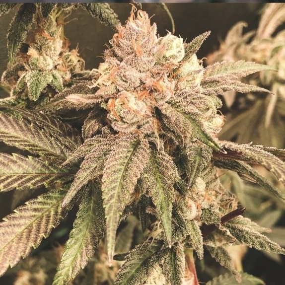 Elevee Cannabis Seeds
