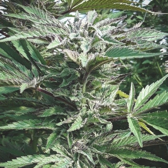 Black Rainbow  Cannabis Seeds