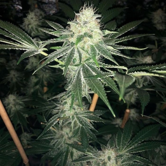 ODV Sour Cannabis Seeds