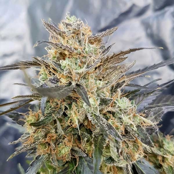 Dieselicious Cannabis Seeds