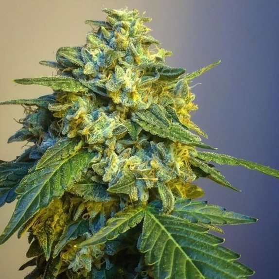Knightbridge OZ  Cannabis Seeds