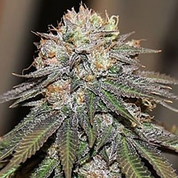 Bubba's Sis Cannabis Seeds