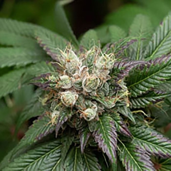 Schromba Cannabis Seeds