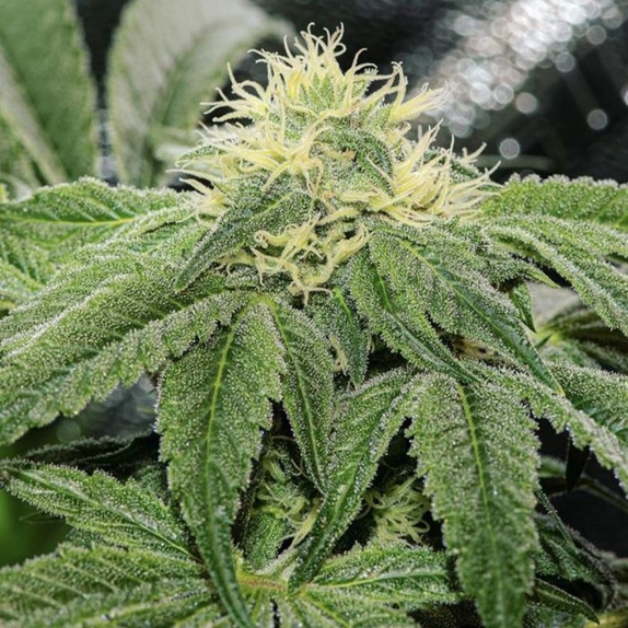 OG Tini Cannabis Seeds