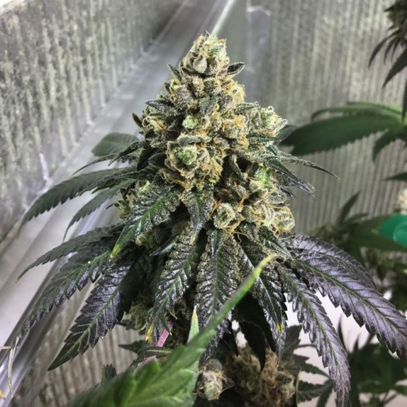 Sherb Biker Cannabis Seeds