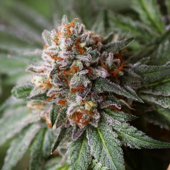 Rado Biker Cannabis Seeds