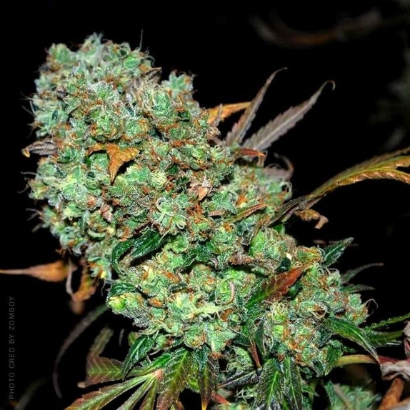 Sour Leda Regular Cannabis Seeds