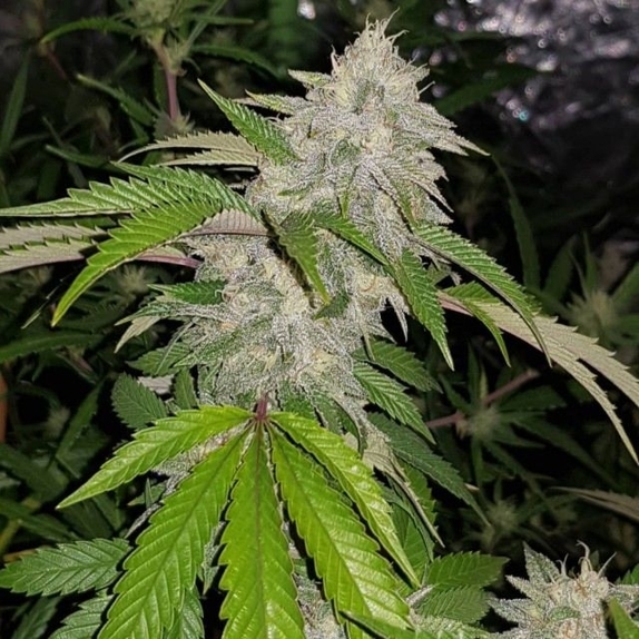Cookie Crash Cannabis Seeds