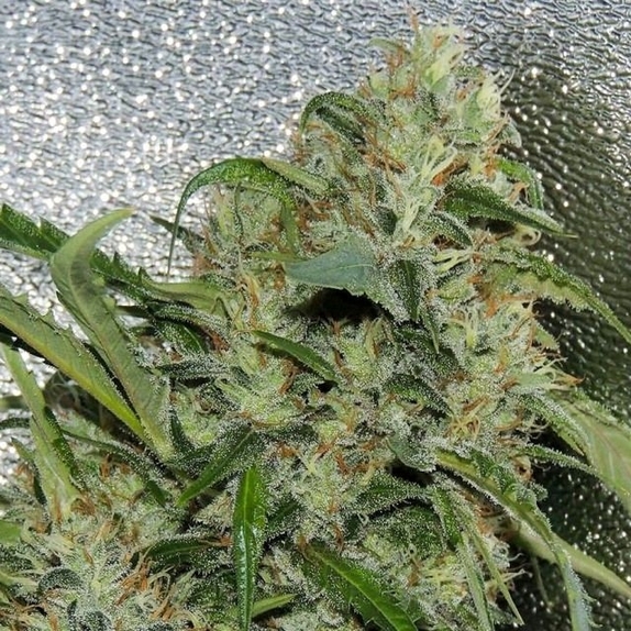 Amnesia OG Cannabis Seeds