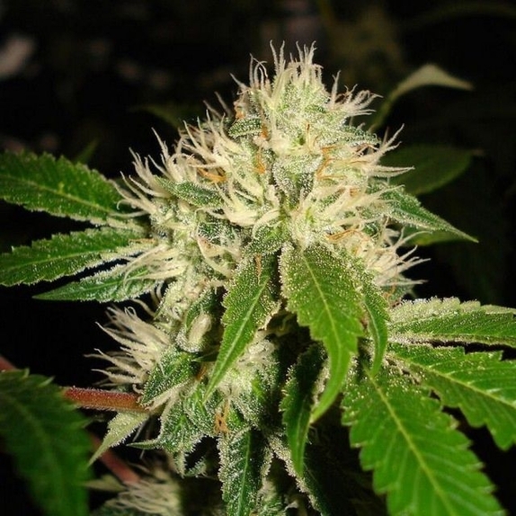 White OG S1 Cannabis Seeds