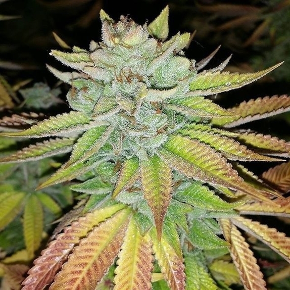 Tha Melon Cannabis Seeds