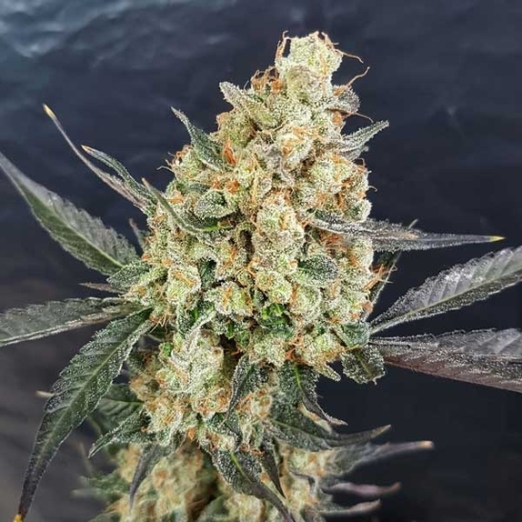 Dr. Kush Cannabis Seeds