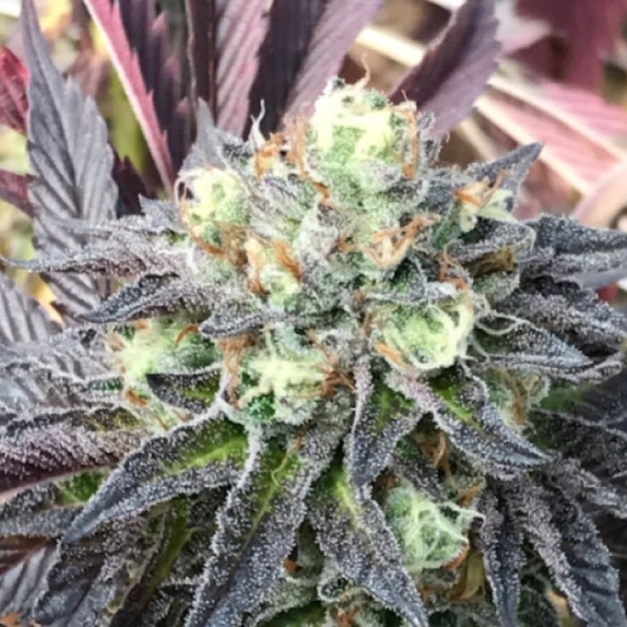 TL;DR Cannabis Seeds