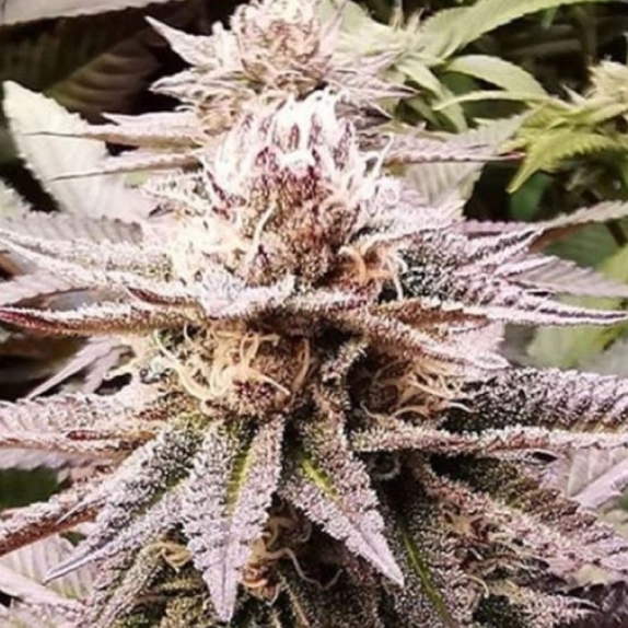 Queen's Sangria Cannabis Seeds