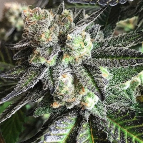 Tar Pit Cannabis Seeds