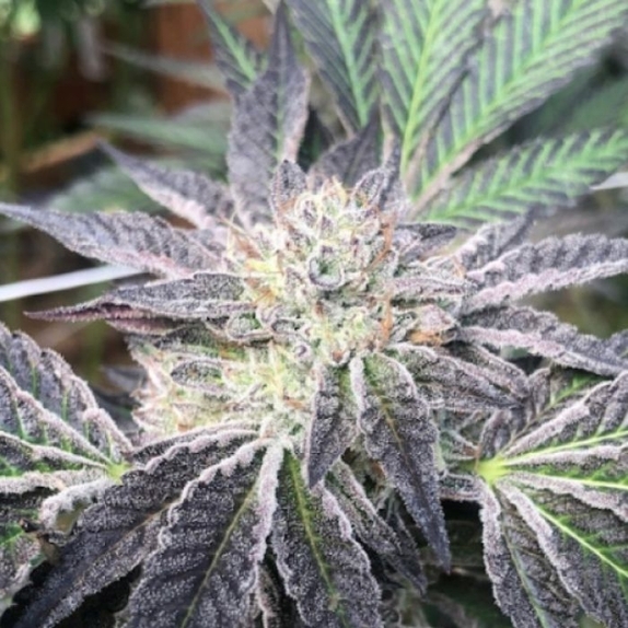 Rum Cream Cannabis Seeds