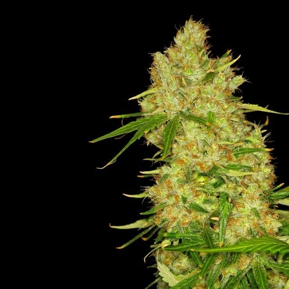 Blue BubbleBerry Cannabis Seeds