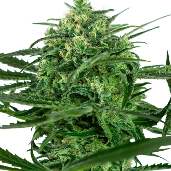Amnesia Feminised Cannabis Seeds