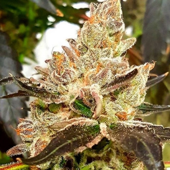 Lemonaid Sherbet Cannabis Seeds