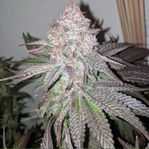 Atomic Sherbet Cannabis Seeds