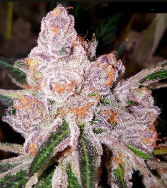 Purple Sunset Cannabis Seeds