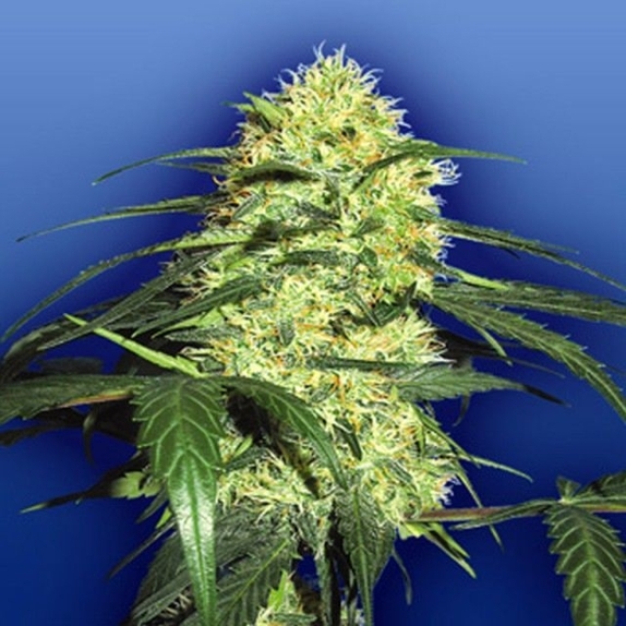 Dutch Delight Cannabis Seeds