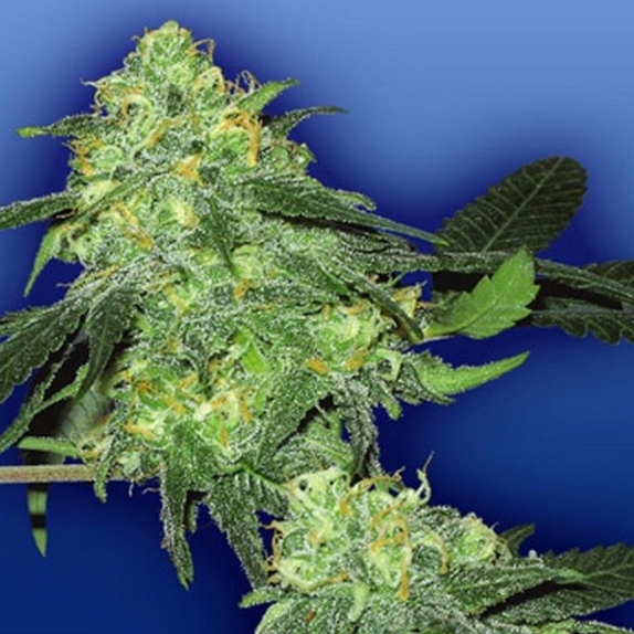 Skunk Classic Cannabis Seeds