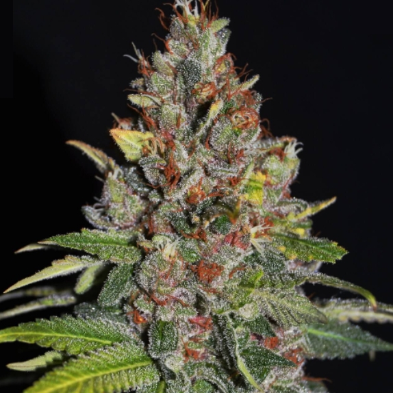 Tropical Punch Feminised Cannabis Seeds