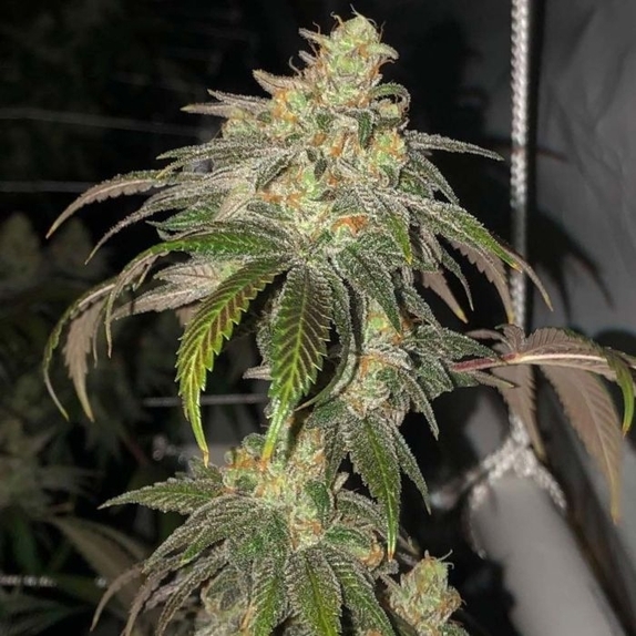 Sour Garlic Bud Regular  Cannabis Seeds